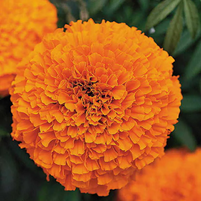 Marigold OP Seeds