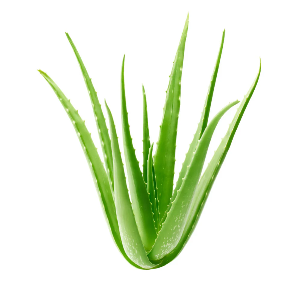 Organic Aloe Vera Leaves Natural Aloe Vera Export Quality