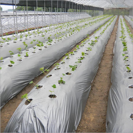 Agriculture Mulch Film for Crop Protection