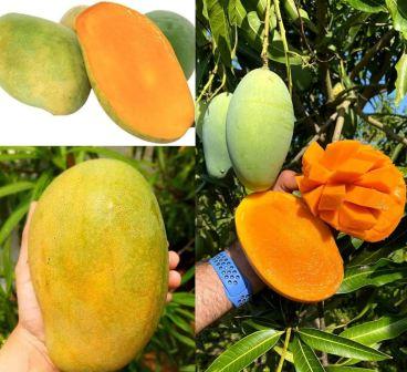 Air Layered Mango Plants (Desi Varieties)