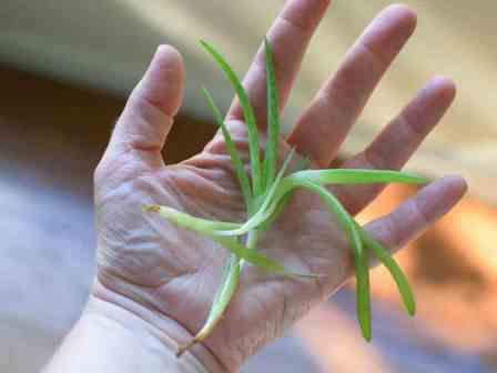 Aloe Vera Pups