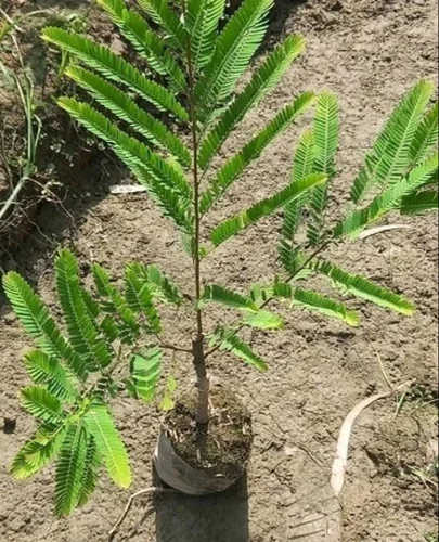 Amla Seedlings