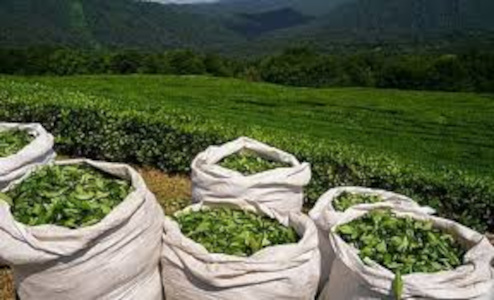 Assam Tea Exporter Middle East