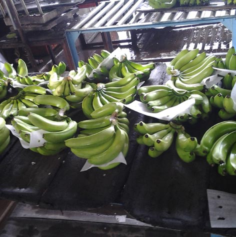 Banana Exporter 40ft Container Cavendish Europe Shipment