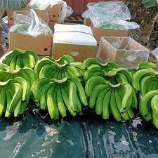 Banana Exporter To Saudi Arabia Cavendish Bulk Supply