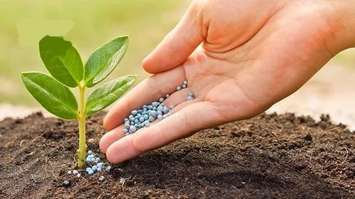 Biofertilizers Rhizobium PSB Azotobacter