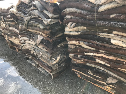 Buffalo Raw Hides Salted Export Supplier