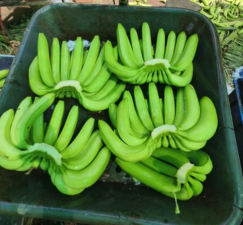 Cavendish Banana Exporter 13kg Carton UAE Bulk