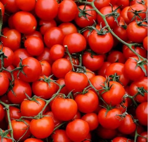Cherry Tomato Supplier High Shelf Life Europe Export
