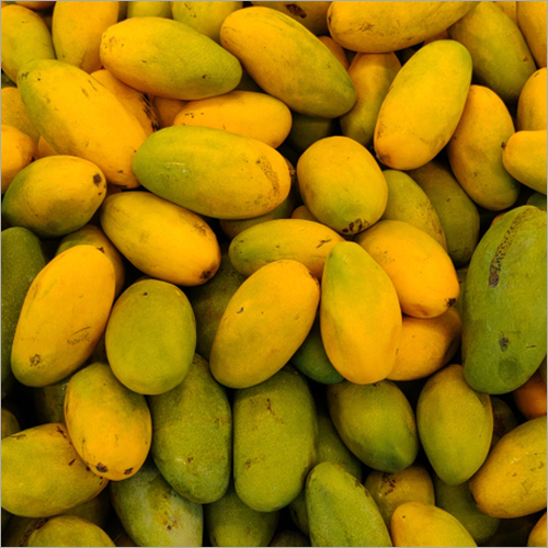 Dasheri Mango Supplier Sweet Variety Bulk Export India