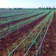 Drip Irrigation System for Modern Agriculture Farming