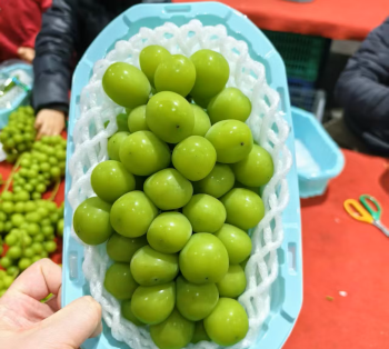 Europe Fruit Importers Looking For Grapes Supplier Bulk