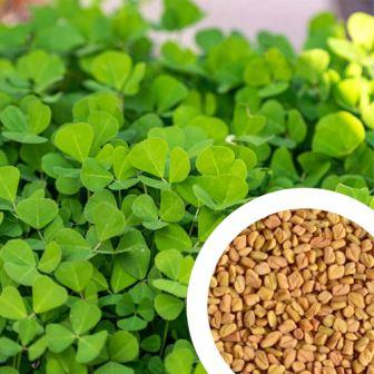 Fenugreek OP Plants