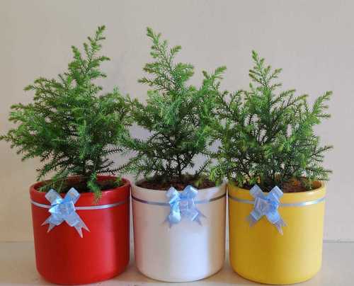 Flower Pots Exporter India