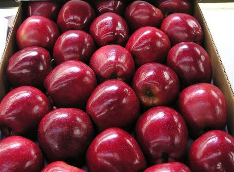 Fresh Apple Supplier 18kg Carton Grade A Bulk Export
