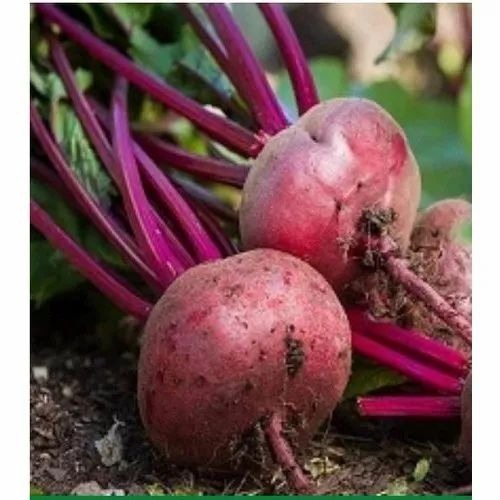 Fresh Beetroot Supplier Premium Grade Bulk Export