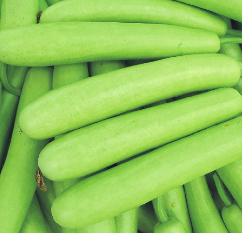 Fresh Bottle Gourd Exporter Premium Bulk Middle East