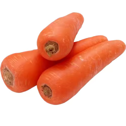 Fresh Carrot Exporter 10kg Carton Europe Bulk Supply