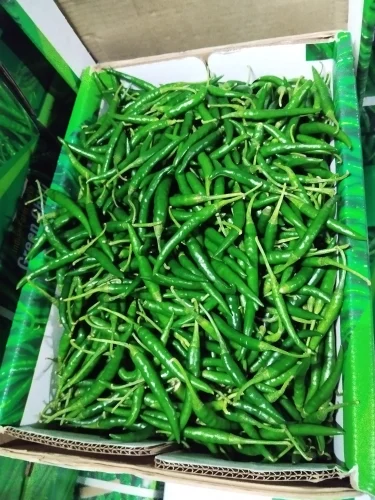 Fresh Chilli Supplier High Heat Export Quality India