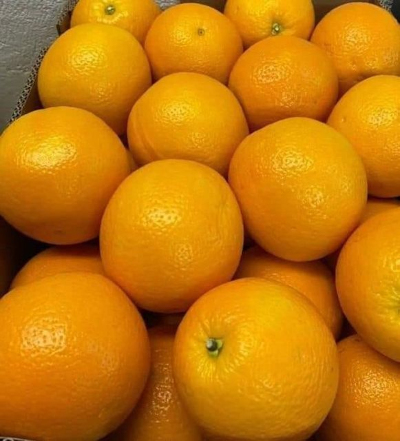 Fresh Citrus Fruits Supplier Export Packing Middle East
