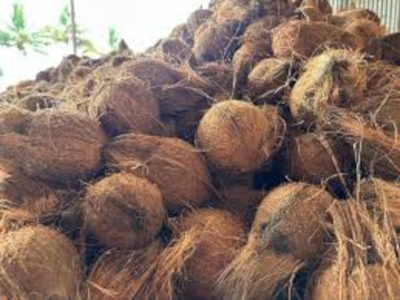 Fresh Coconut Exporter For Middle East Mature Tender Bulk