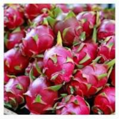 Fresh Dragon Fruit Exporter Premium Exotic Europe Supply