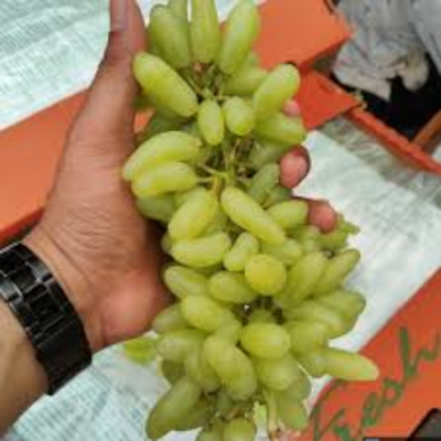 Fresh Grapes Supplier For Europe High Brix Bulk Export