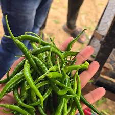 Fresh Green Chilli Exporter High Pungency Bulk UAE