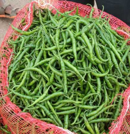 Fresh Green Chilli Exporter Premium Bulk UAE Supply
