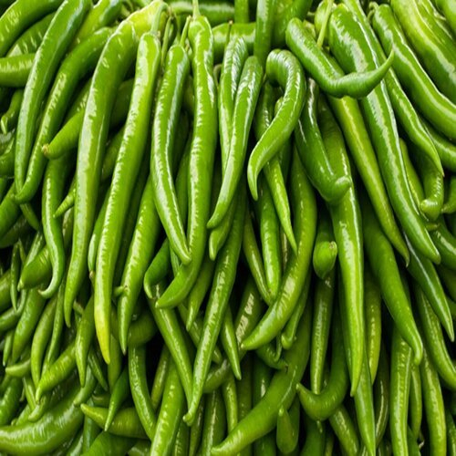 Fresh Green Chilli Supplier Medium Pungency Export Quality