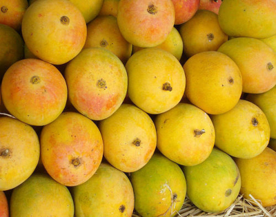 Fresh Mango Supplier 10 To 15 Days Air Shipment