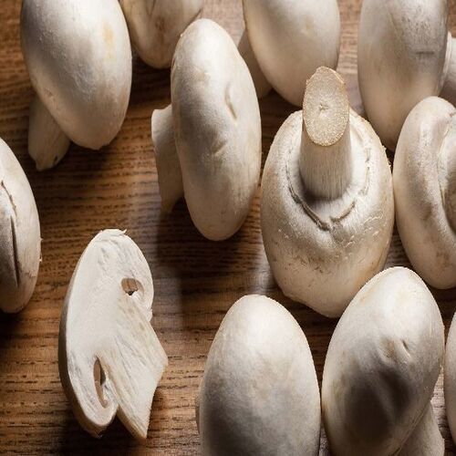 Fresh Mushroom Supplier Export Quality UAE Bulk Supply