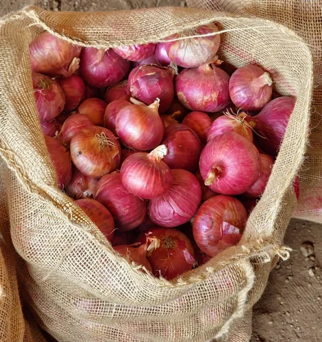 Fresh Onion Exporter India 25kg Mesh Bag UAE Bulk Supply