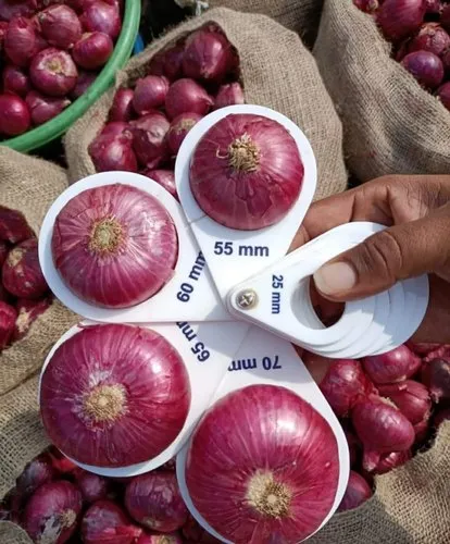 Red Onion Supplier 55mm Plus Jumbo Export Supply