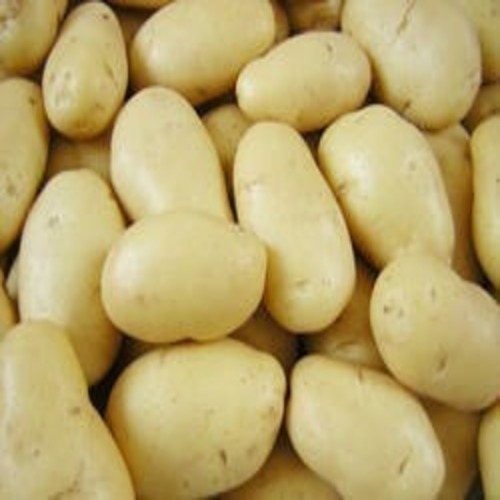 Fresh Potato Exporter 50kg Bag Bulk Supply UAE Europe