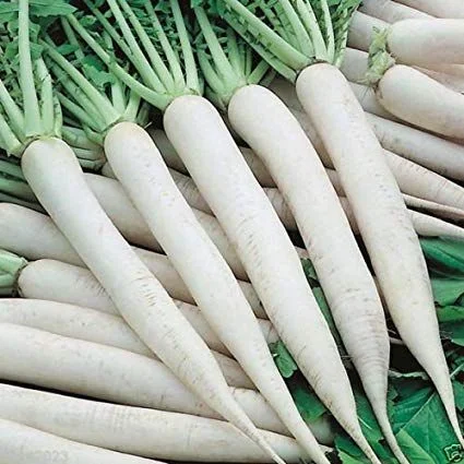 Fresh Radish Exporter Long White Radish UAE Supply
