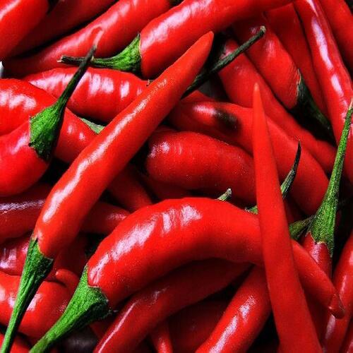Fresh Red Chilli Supplier Export Quality Middle East