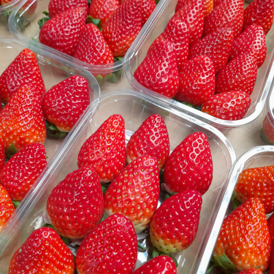 Fresh Strawberry Supplier Air Cargo Europe Premium Bulk