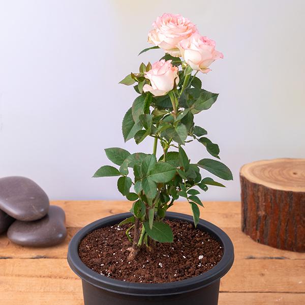 OP Rose Cuttings