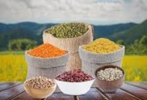 Global Pulses Supplier Long Term Contracts