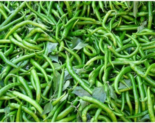 Green Chilli Exporter Mild Pungency Retail Bulk Supply