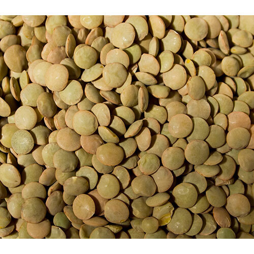 Green Lentils Supplier Europe Importers