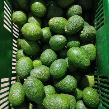 Hass Avocado Exporter Size 18 Premium UAE Supply