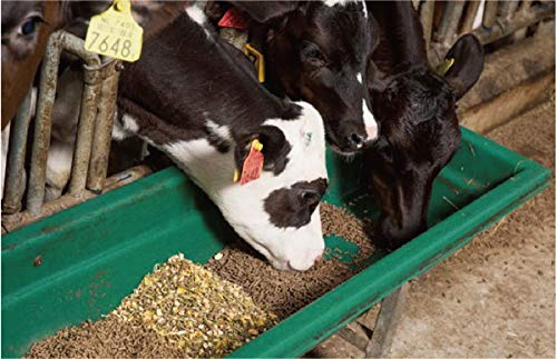 High-Quality Cattle Feed