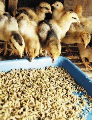 High-Quality Duck Feed