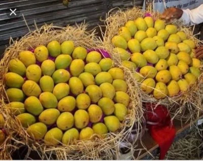 Importers Looking For Mango Supplier India Alphonso Bulk