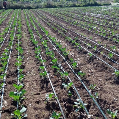 Inline Drip Lines for Precision Irrigation