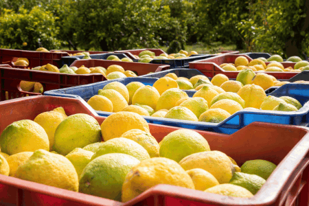 Lemon Supplier 45mm Export Size Middle East Bulk
