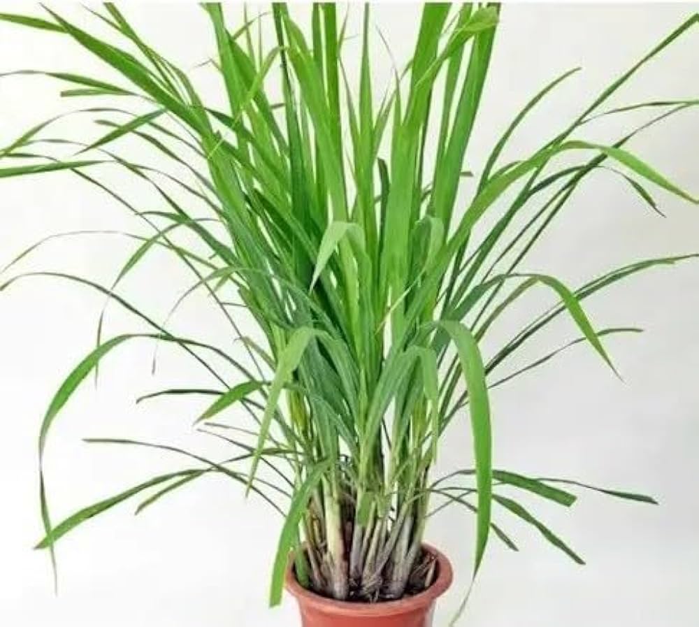 Lemongrass Clumps