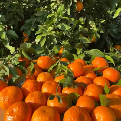 Mandarin Exporter Sweet Citrus High Brix Bulk Supply